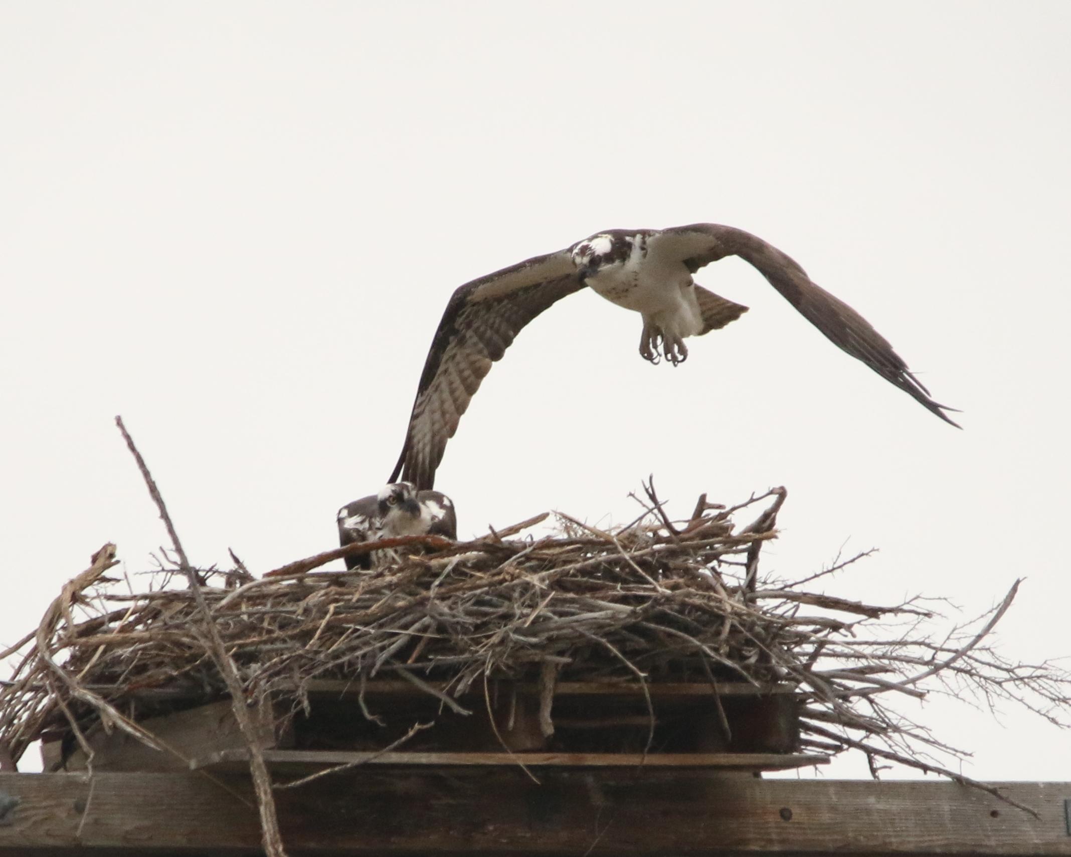 Image of birds in nest