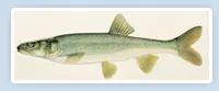 Colorado Pikeminnow